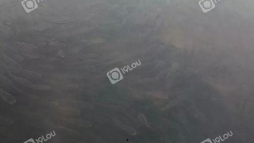 山鸡鱼群爆料视频,揭秘水下生态奇观