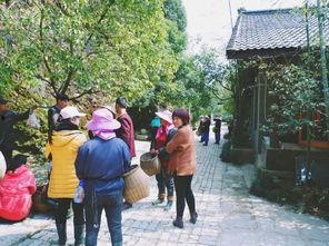 茶农世家最新爆料,传承千年的神秘茶事  第2张